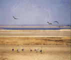 Grullas Gallocanta